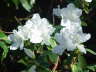 Azalea