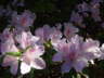 Azalea