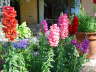 Snapdragons