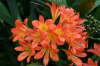 Agapanthas