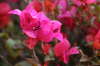 Bouganvillia