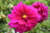 Dahlia